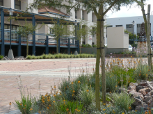 Office Landscaping
